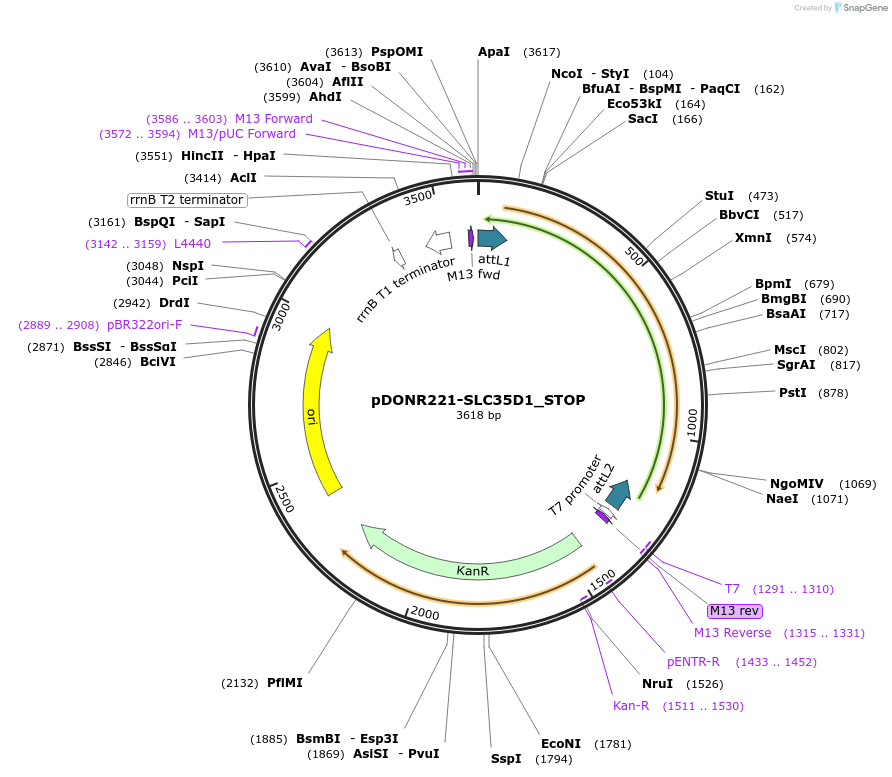 161300-plasmid-map-sequence-id-377714