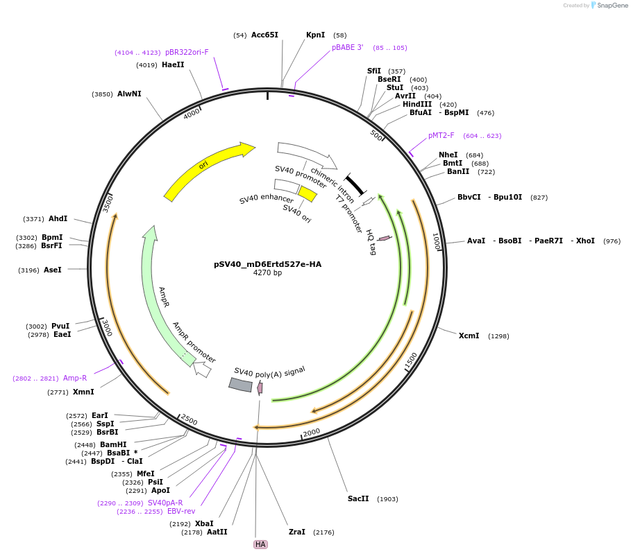 192222-plasmid-map-sequence-id-377718
