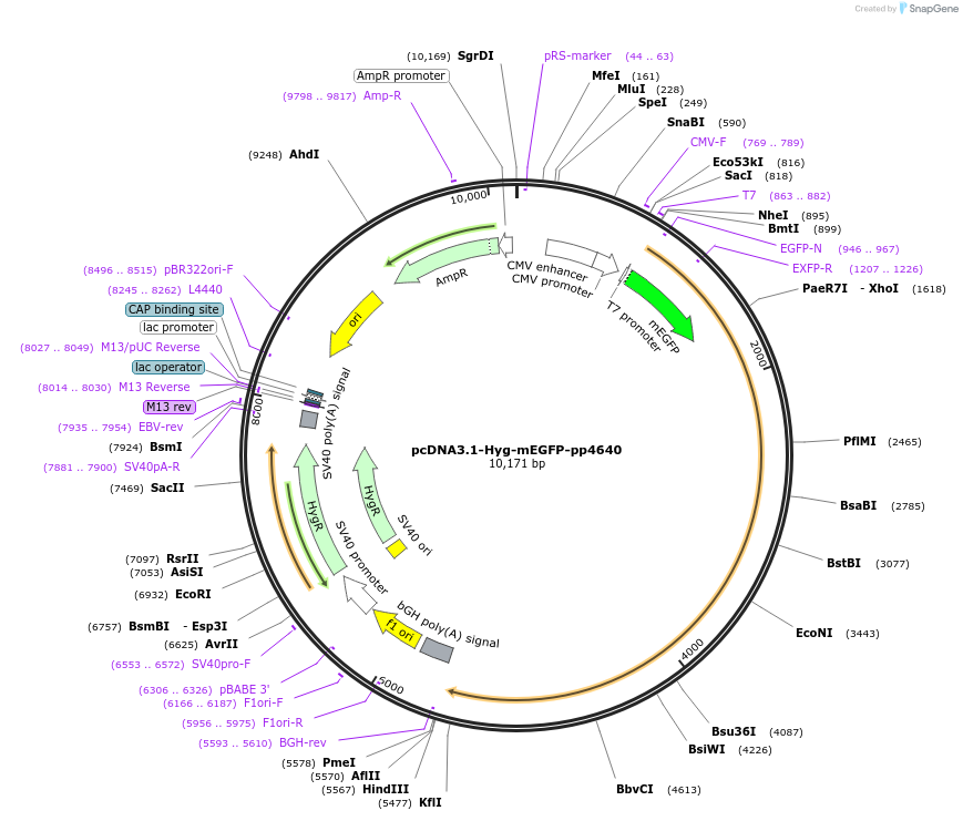 191846-plasmid-map-sequence-id-377722