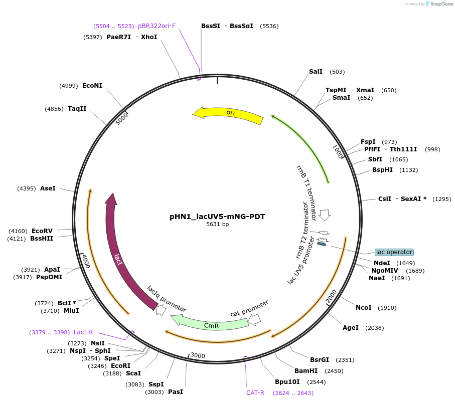 165583-plasmid-map-sequence-id-377743