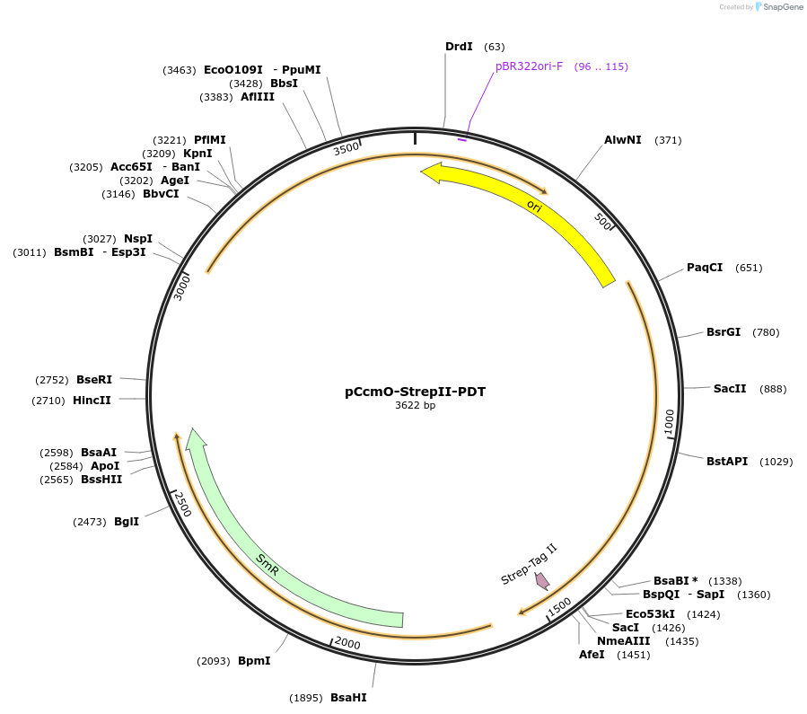 165584-plasmid-map-sequence-id-377761