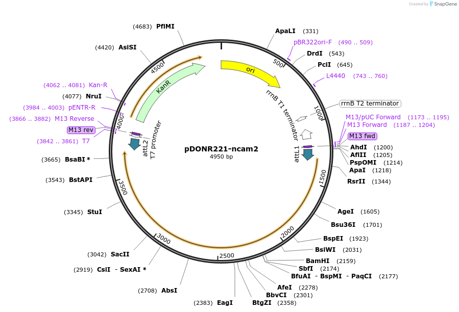 192739-plasmid-map-sequence-id-377779