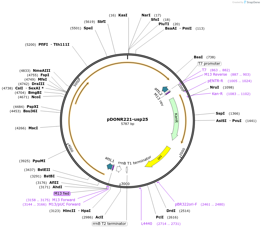 192733-plasmid-map-sequence-id-377780