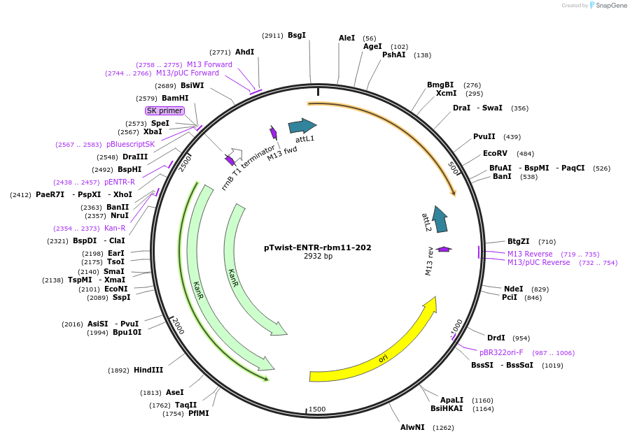 192729-plasmid-map-sequence-id-377782