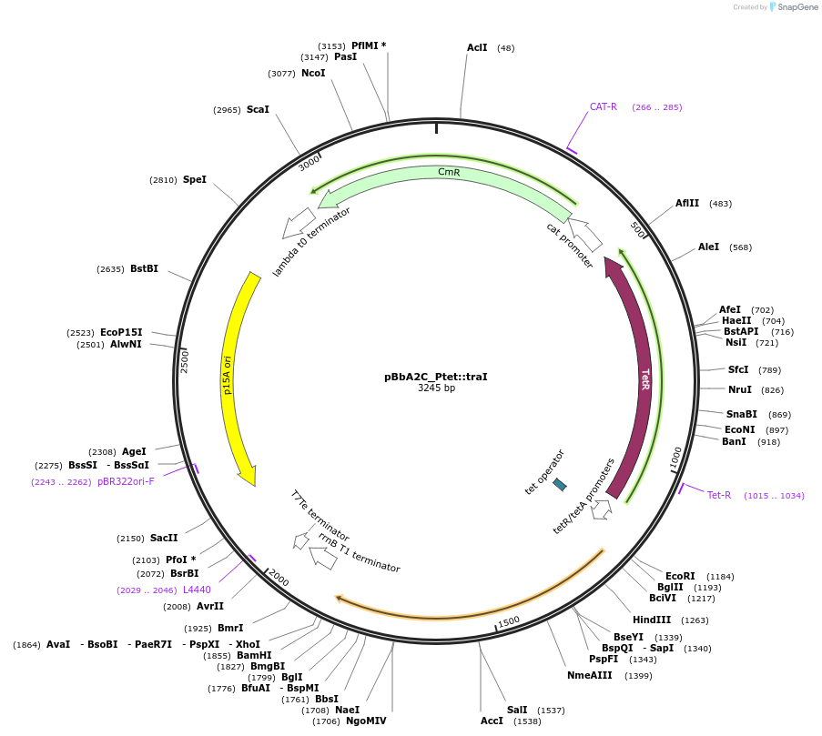 189575-plasmid-map-sequence-id-377783