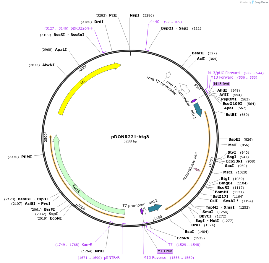 192735-plasmid-map-sequence-id-377784