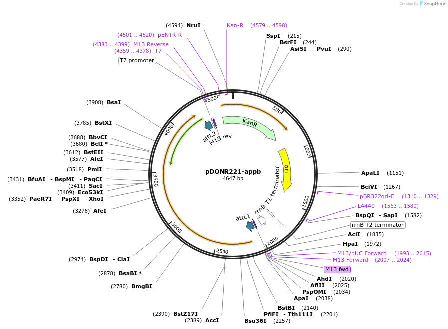 192746-plasmid-map-sequence-id-377785