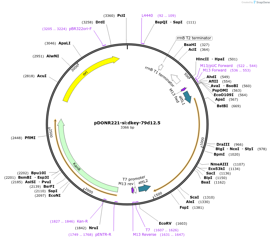 192736-plasmid-map-sequence-id-377788