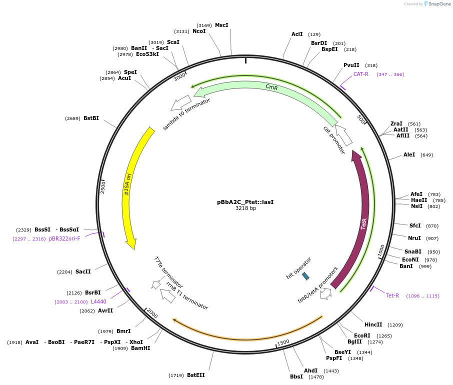 189576-plasmid-map-sequence-id-377789