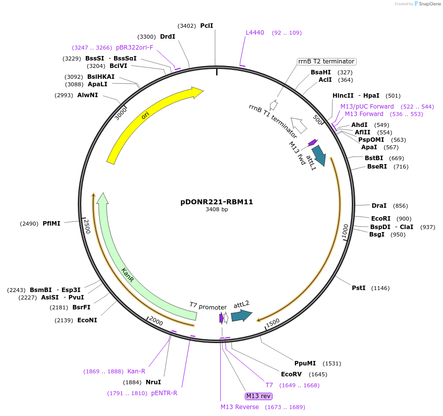 192748-plasmid-map-sequence-id-377790