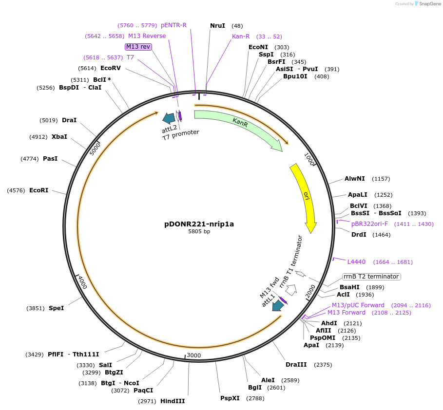 192731-plasmid-map-sequence-id-377791