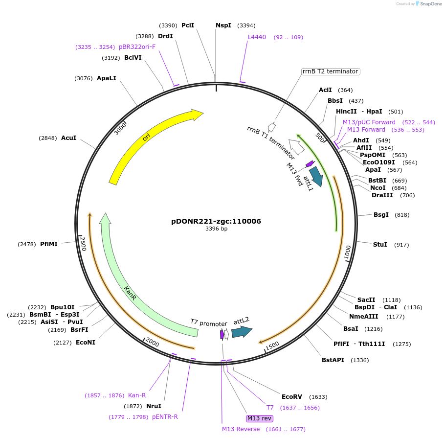 192737-plasmid-map-sequence-id-377792