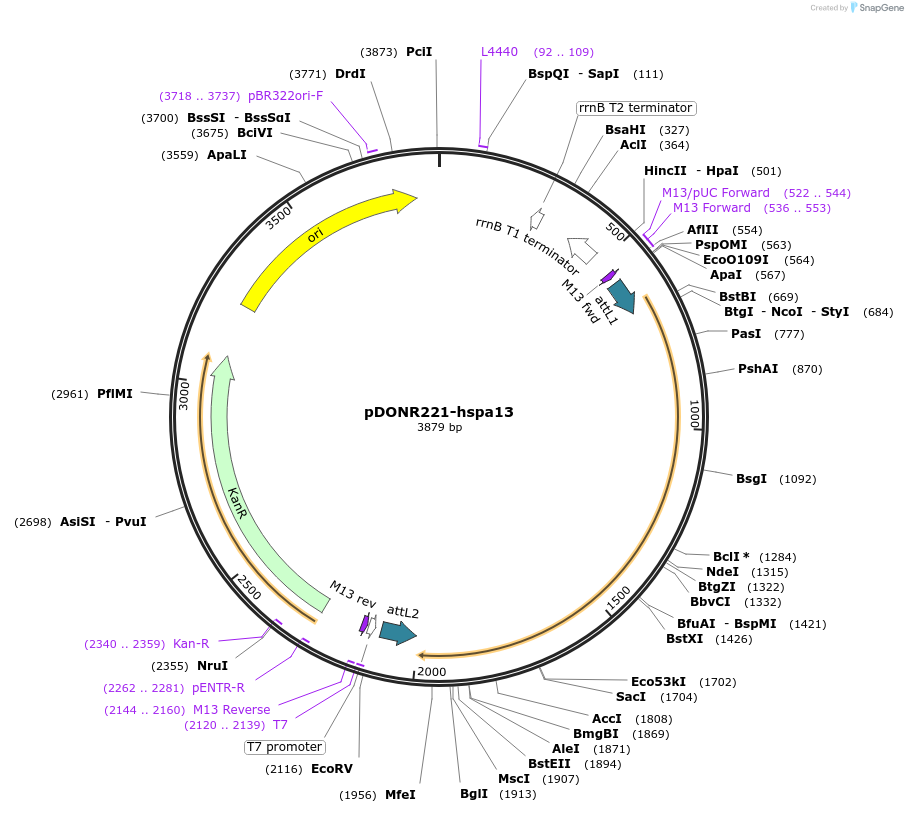 192730-plasmid-map-sequence-id-377794