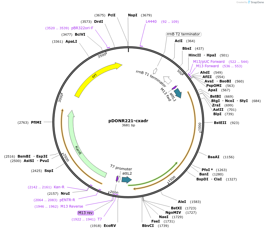 192734-plasmid-map-sequence-id-377795