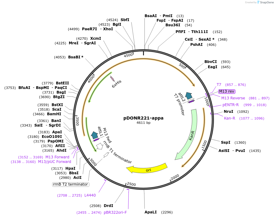 192745-plasmid-map-sequence-id-377796