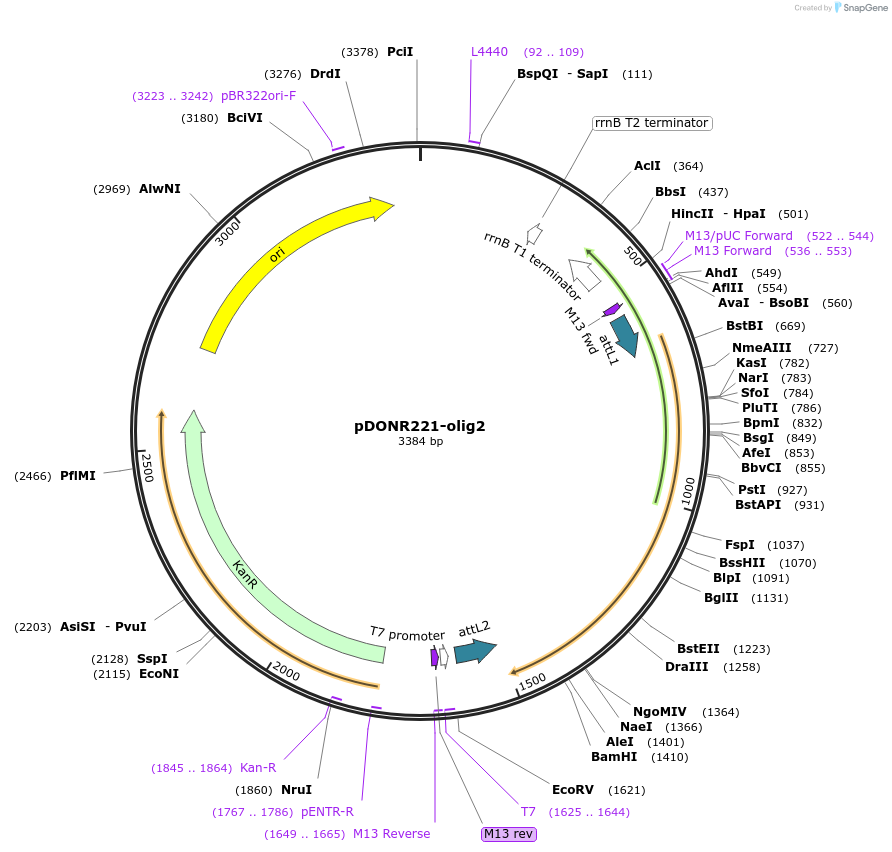 192743-plasmid-map-sequence-id-377799