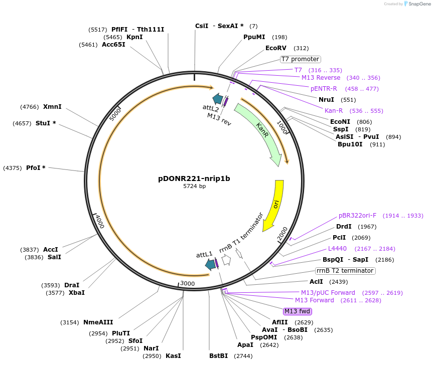 192732-plasmid-map-sequence-id-377800