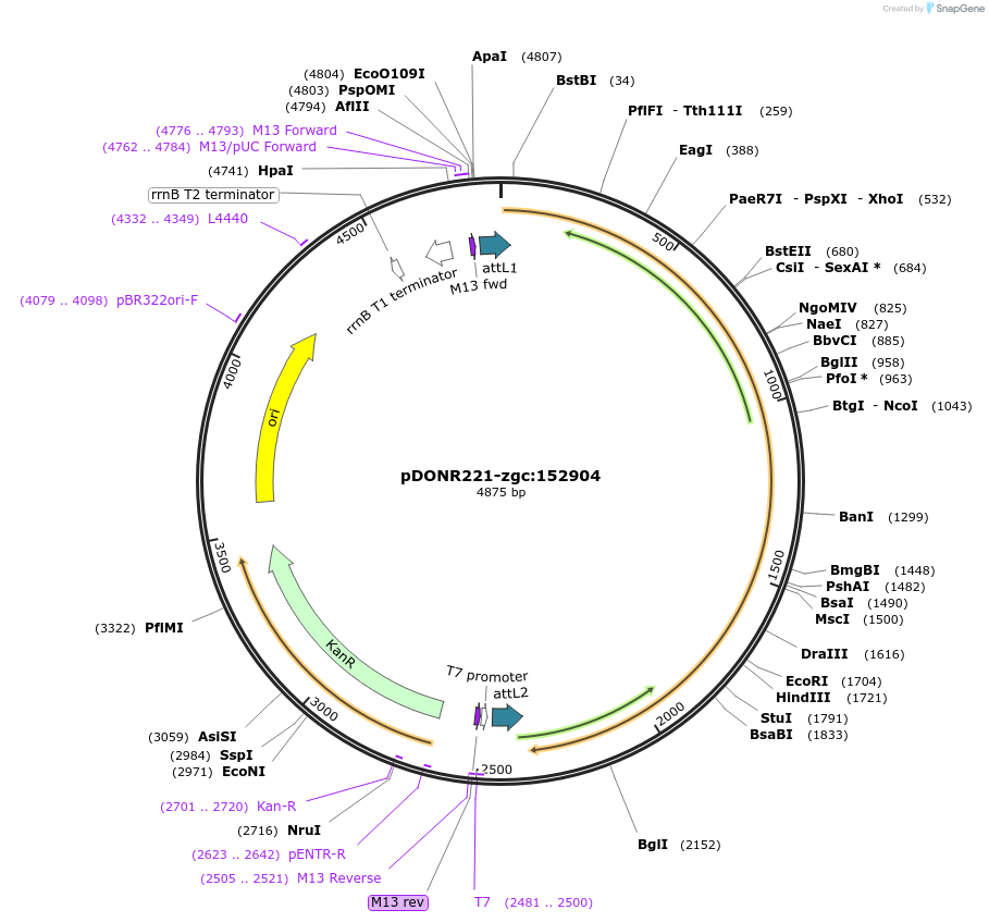 192740-plasmid-map-sequence-id-377801