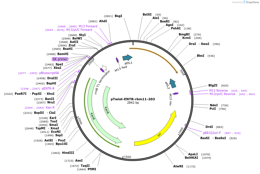 192749-plasmid-map-sequence-id-377803