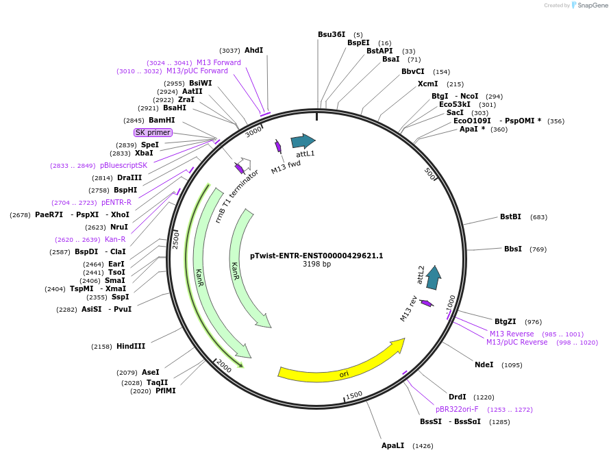 192751-plasmid-map-sequence-id-377804