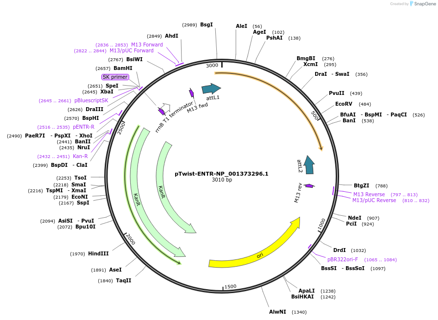 192750-plasmid-map-sequence-id-377805