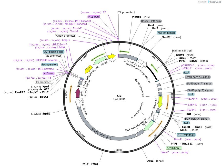 22796-plasmid-map-sequence-id-377854