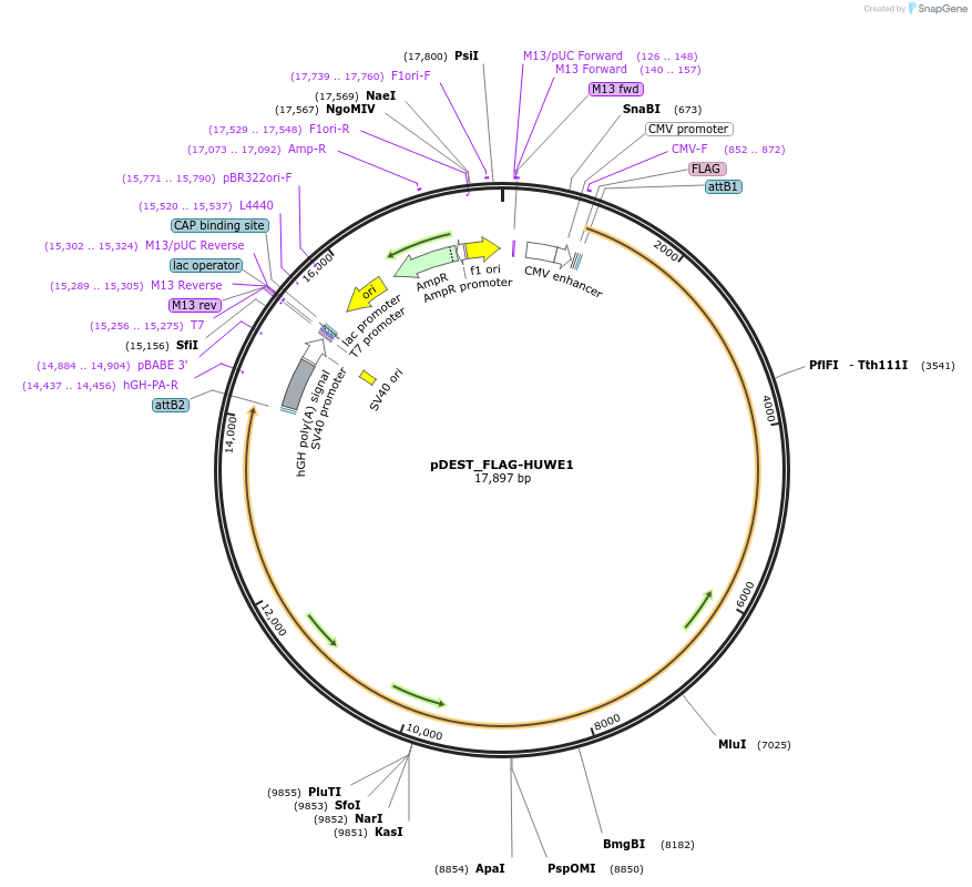 187120-plasmid-map-sequence-id-377857