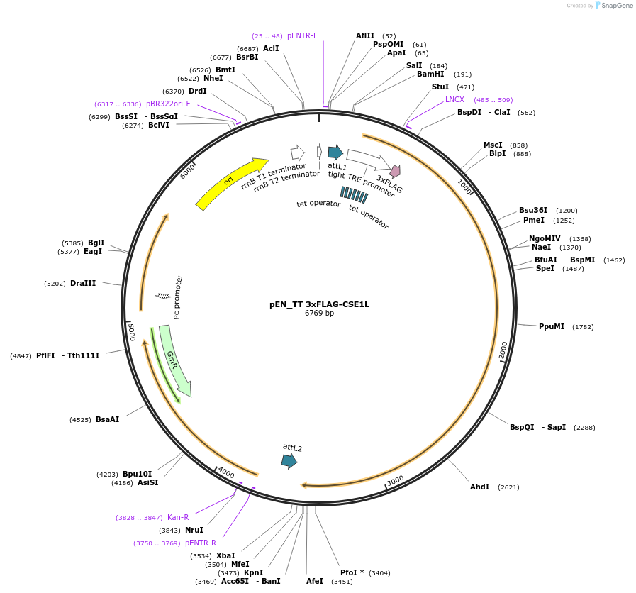192295-plasmid-map-sequence-id-377868