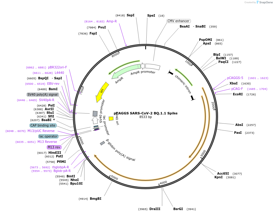 193710-plasmid-map-sequence-id-377869