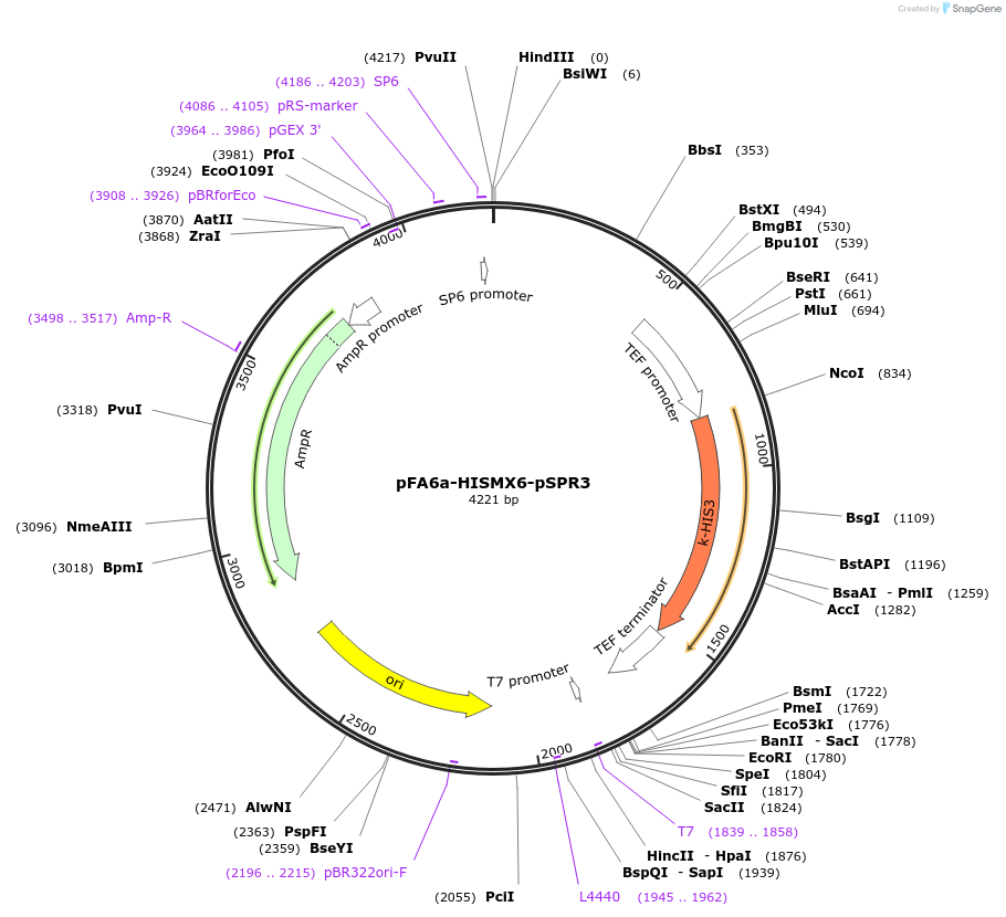 191792-plasmid-map-sequence-id-377876