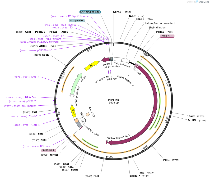 190141-plasmid-map-sequence-id-377886