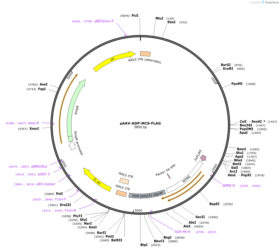 192360-plasmid-map-sequence-id-377905