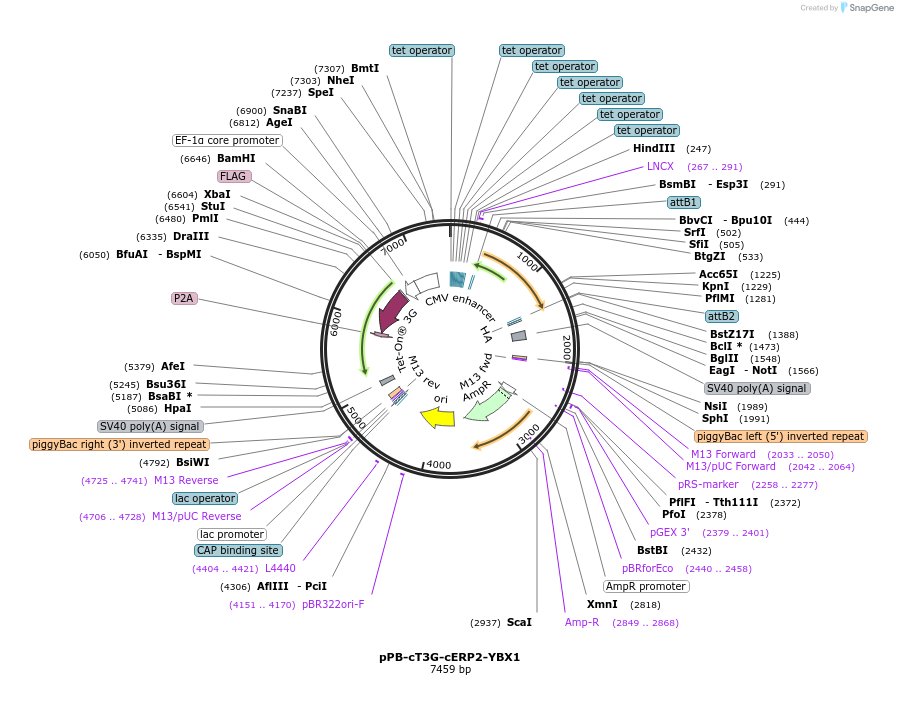 192904-plasmid-map-sequence-id-377909