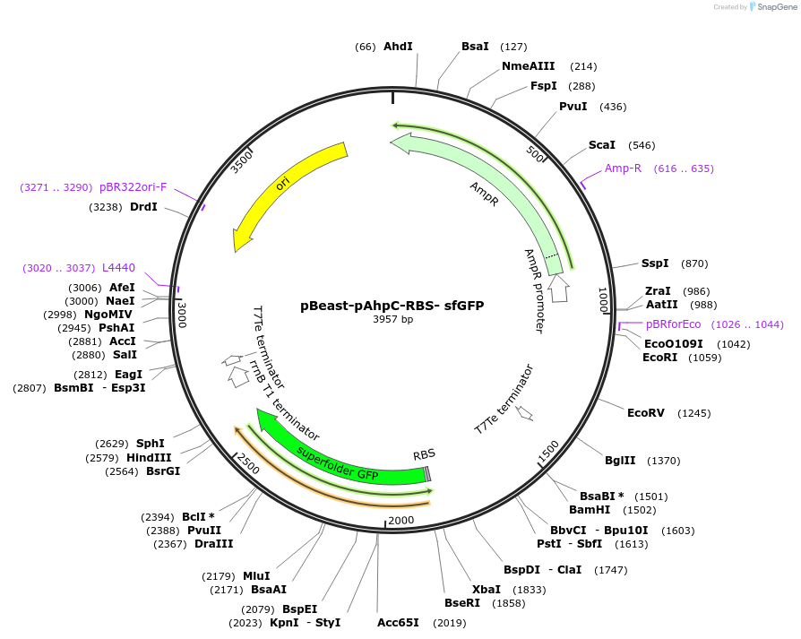 190051-plasmid-map-sequence-id-377927