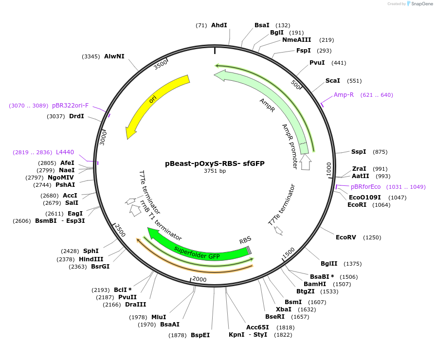 190052-plasmid-map-sequence-id-377928