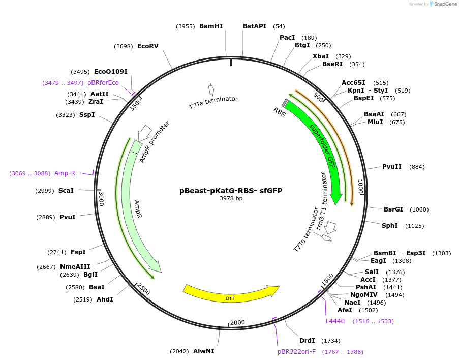 190053-plasmid-map-sequence-id-377929