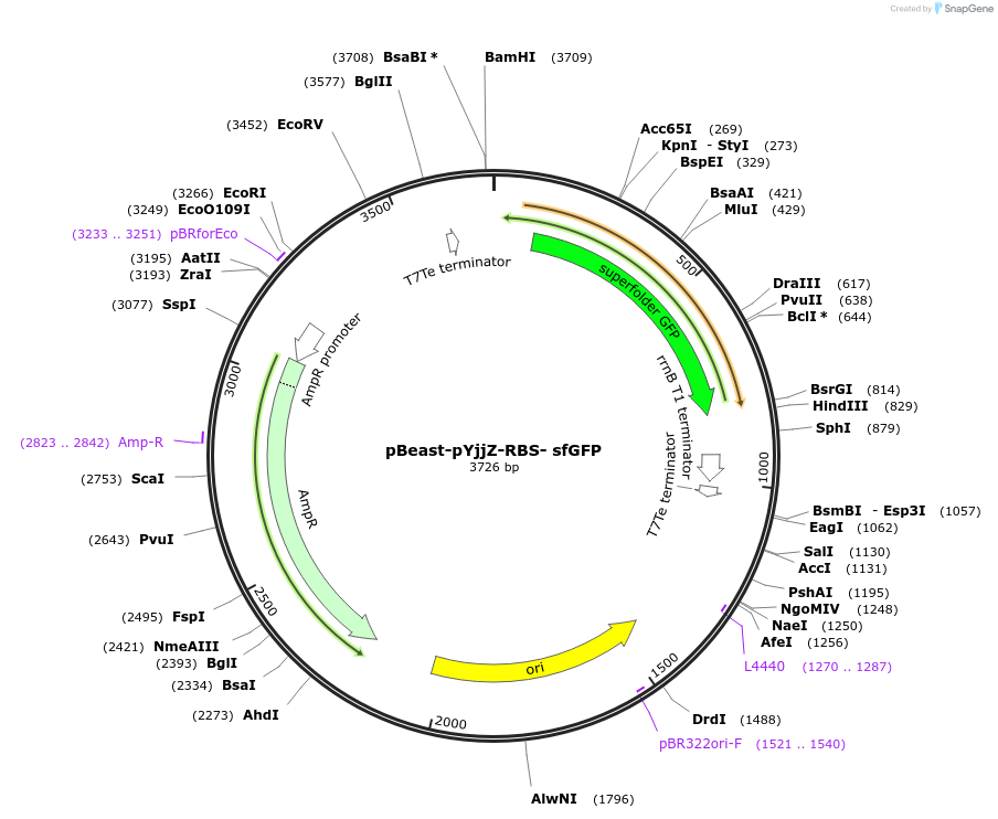 190054-plasmid-map-sequence-id-377931