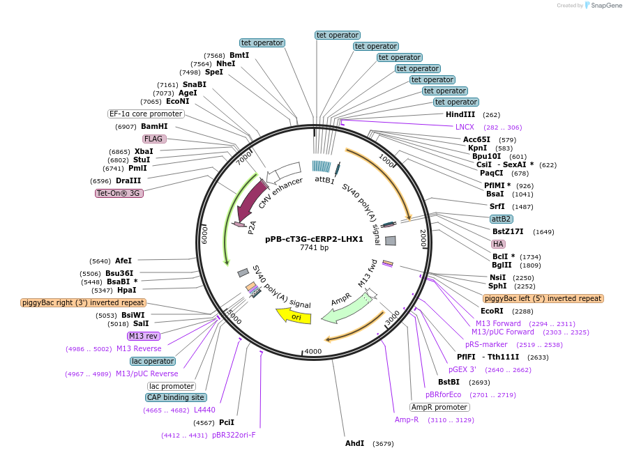 192905-plasmid-map-sequence-id-377936