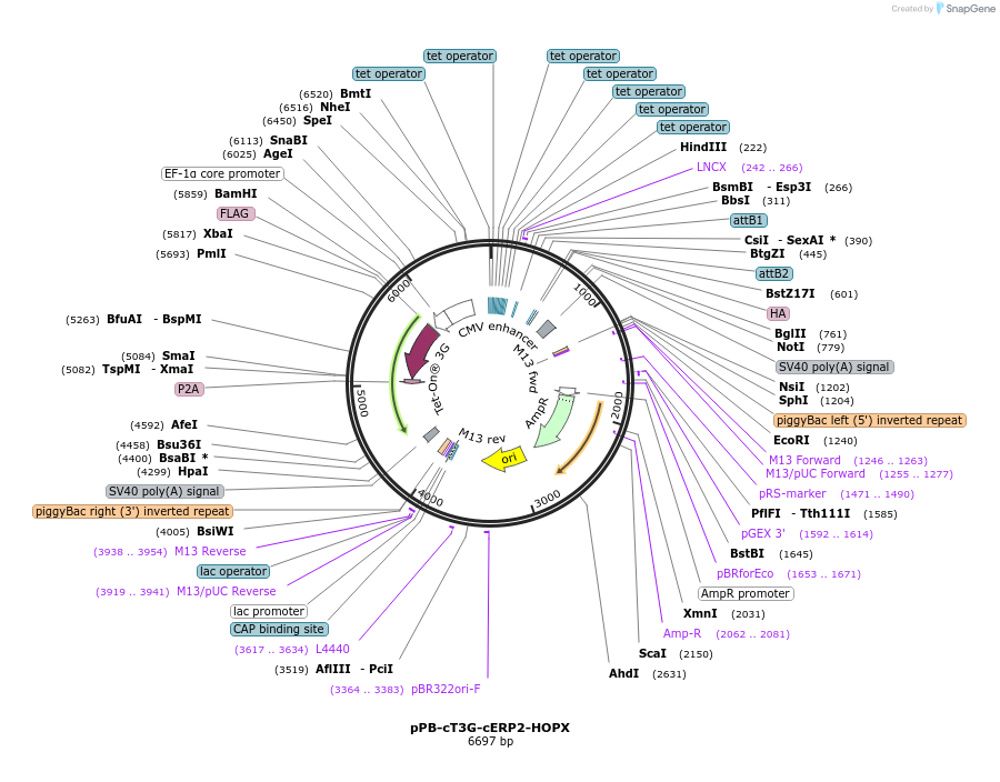192923-plasmid-map-sequence-id-377939