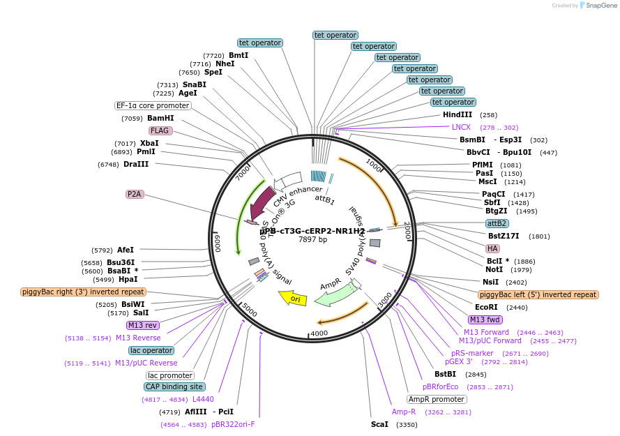 192919-plasmid-map-sequence-id-377940