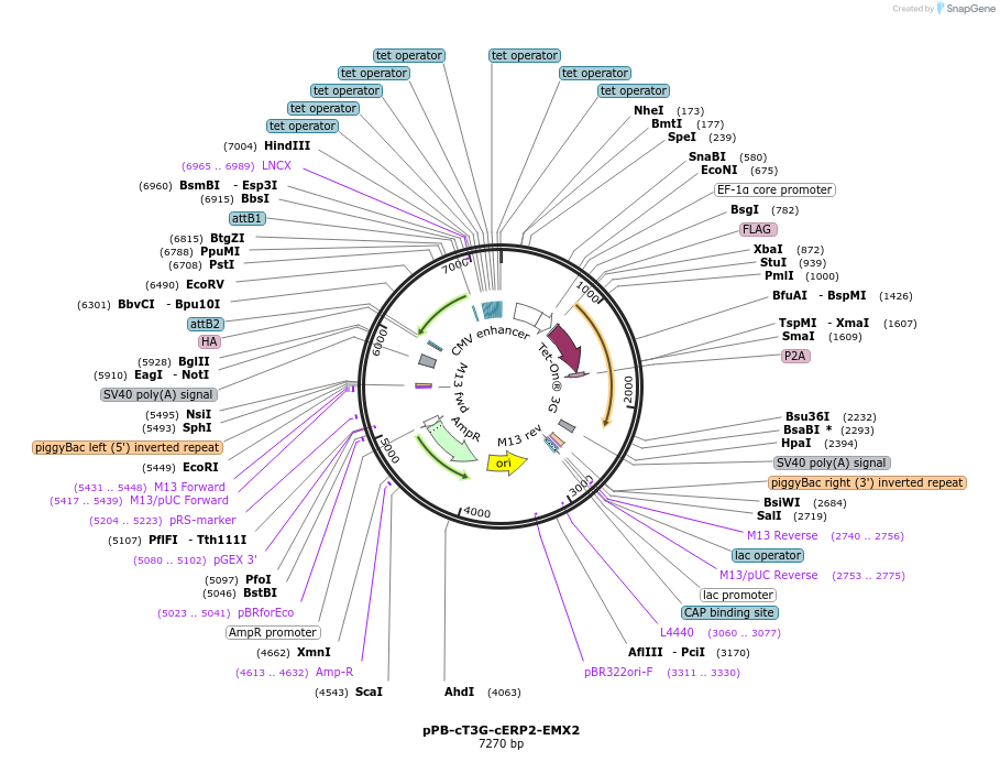 192898-plasmid-map-sequence-id-377943