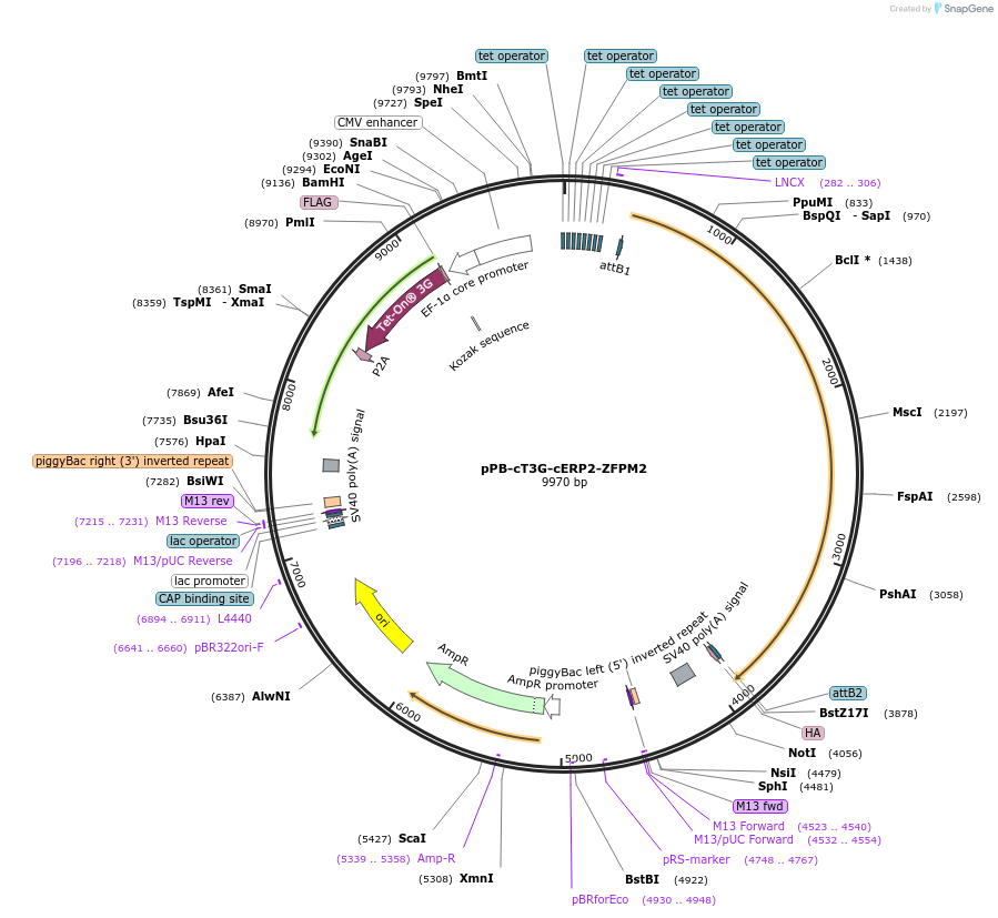 192922-plasmid-map-sequence-id-377944