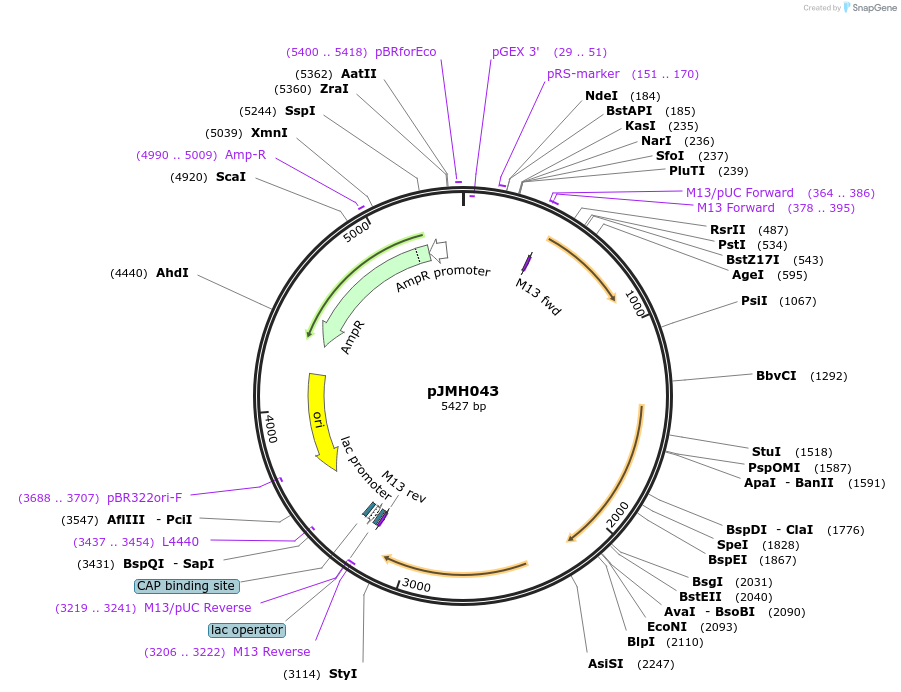 186638-plasmid-map-sequence-id-377949