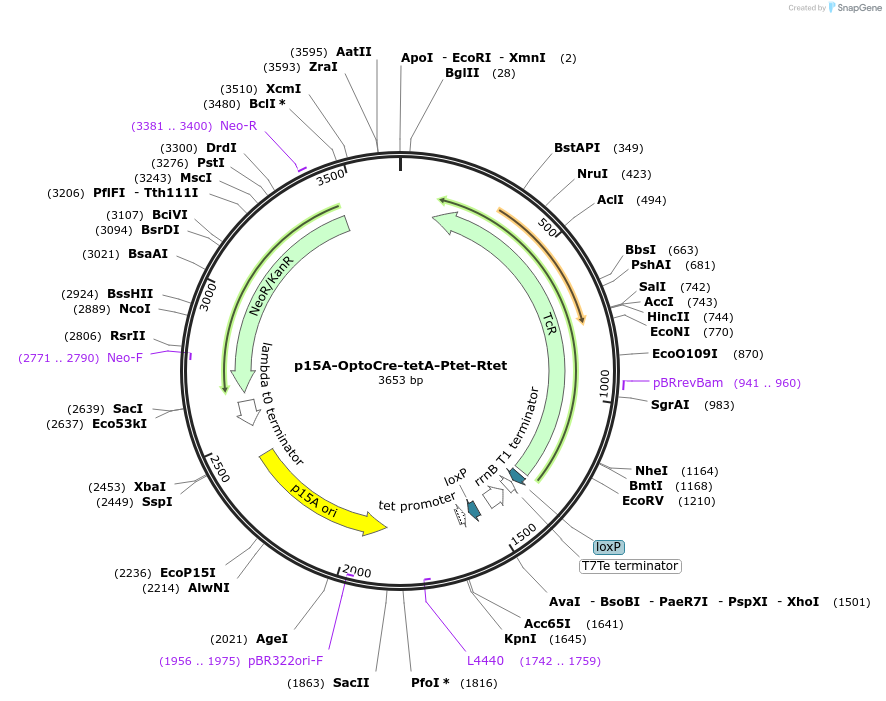189855-plasmid-map-sequence-id-377957