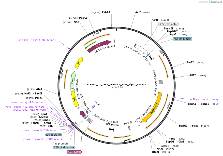 192413-plasmid-map-sequence-id-377963