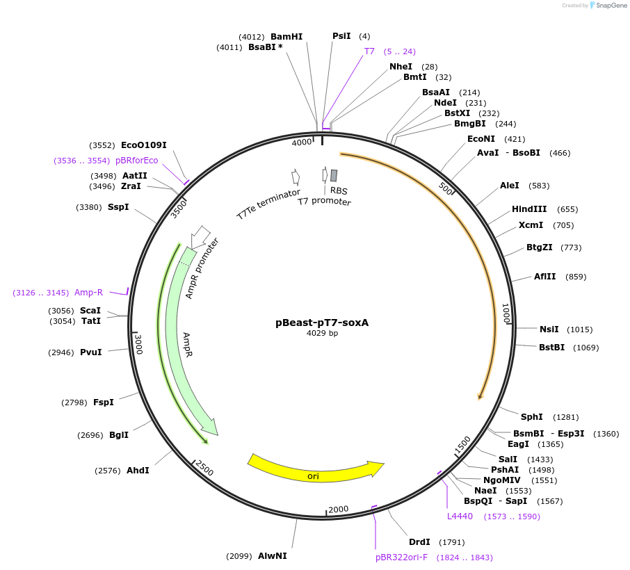190057-plasmid-map-sequence-id-377964
