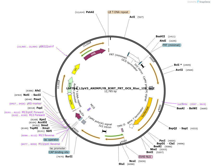 192408-plasmid-map-sequence-id-377965