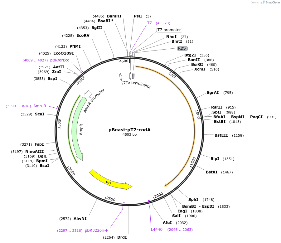 190058-plasmid-map-sequence-id-377971