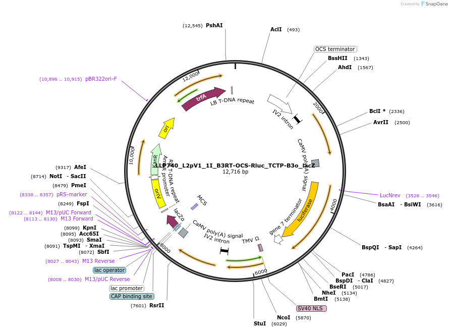 192384-plasmid-map-sequence-id-377976