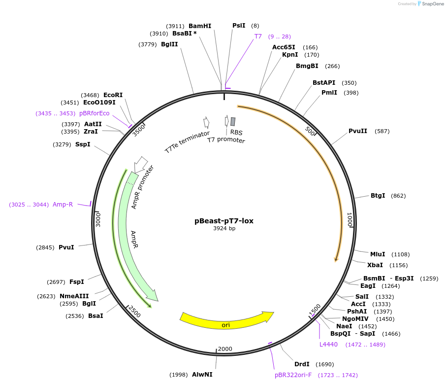 190059-plasmid-map-sequence-id-377977